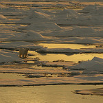 Polar Bear & Melting Ice NOAA Photo Gallery